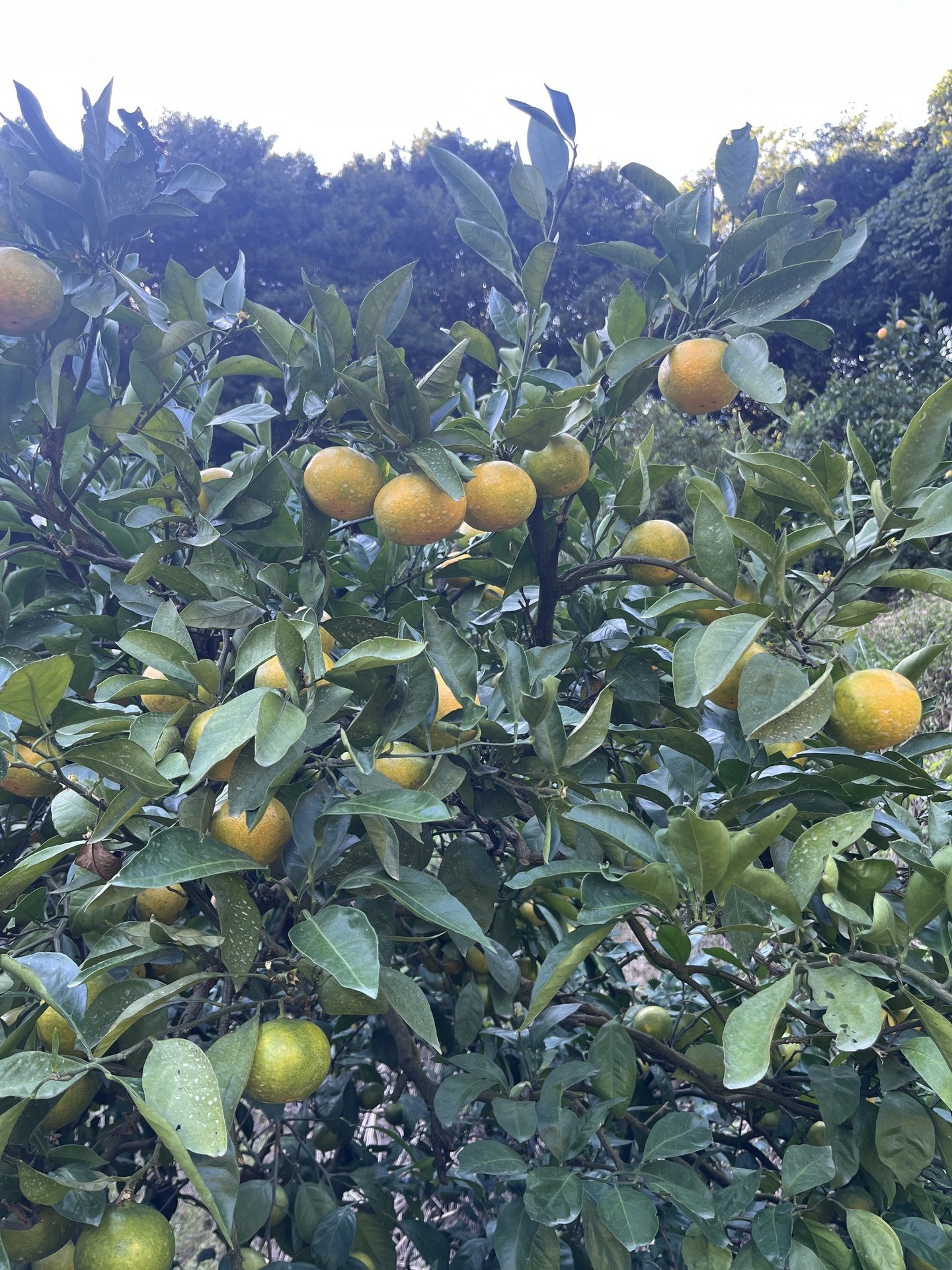 今年も早生みかんの収穫シーズンが近づいてきました🍊