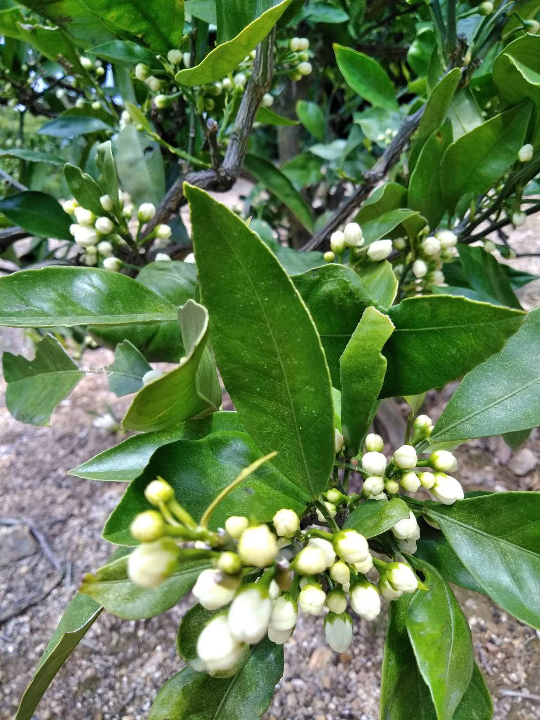 みかんの花は、白？