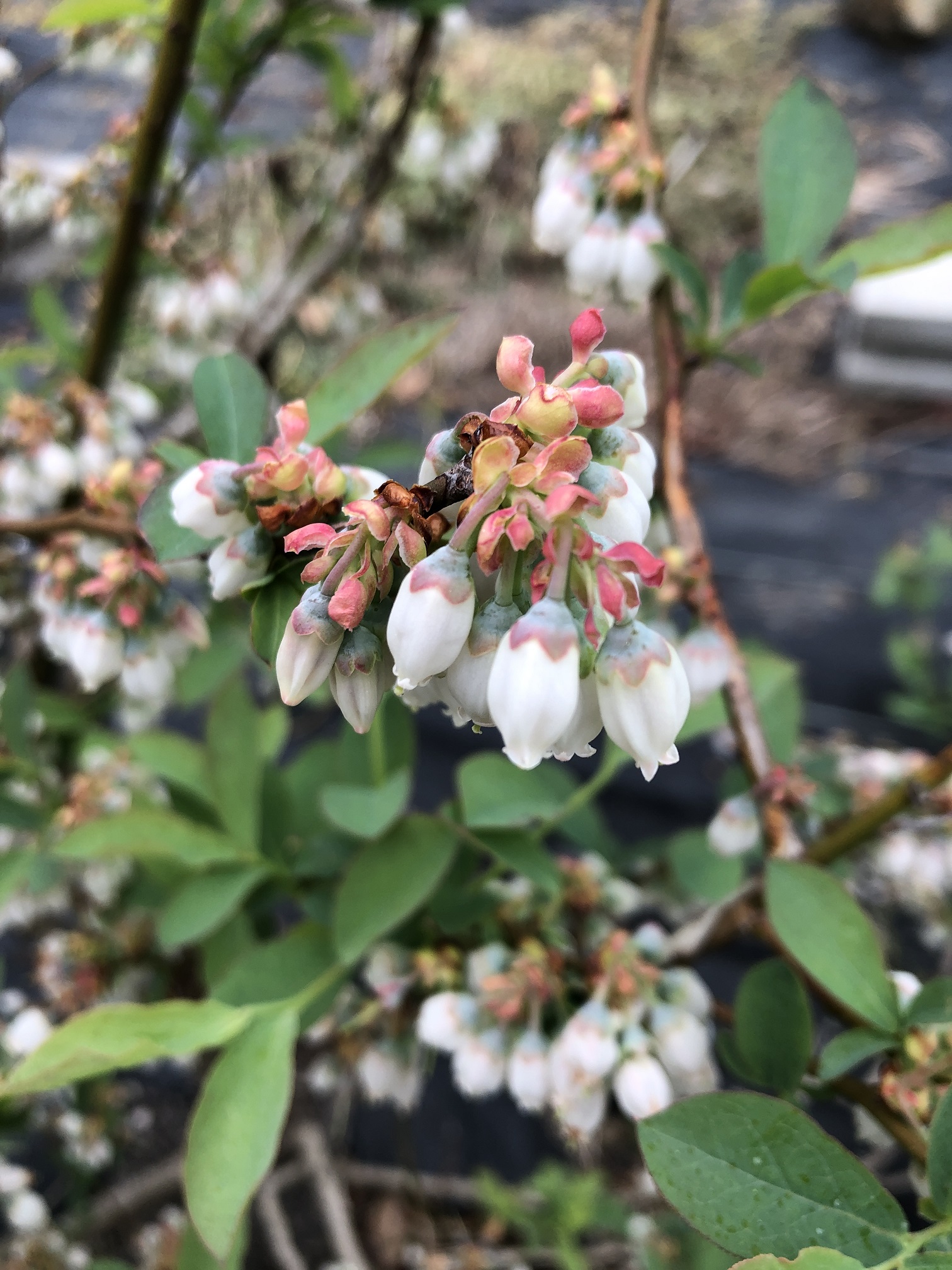 ブルーベリーの花はスズランに似た筒形をしてます
