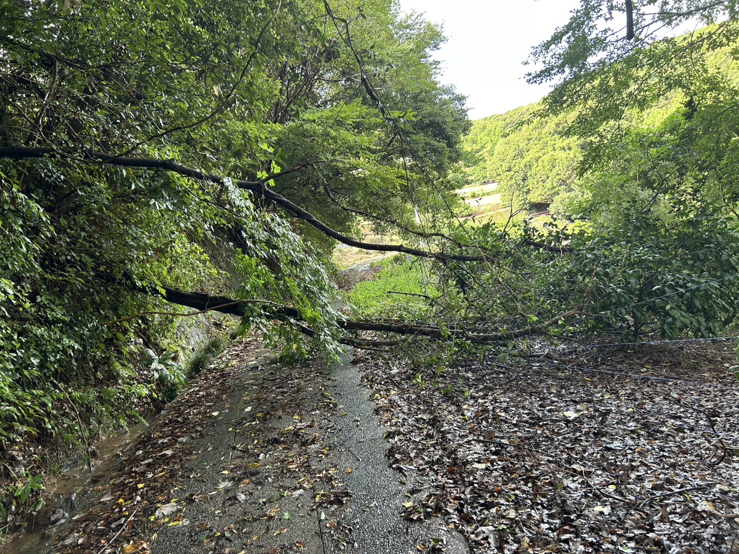 台風15号による被害とこれからの農作業について
