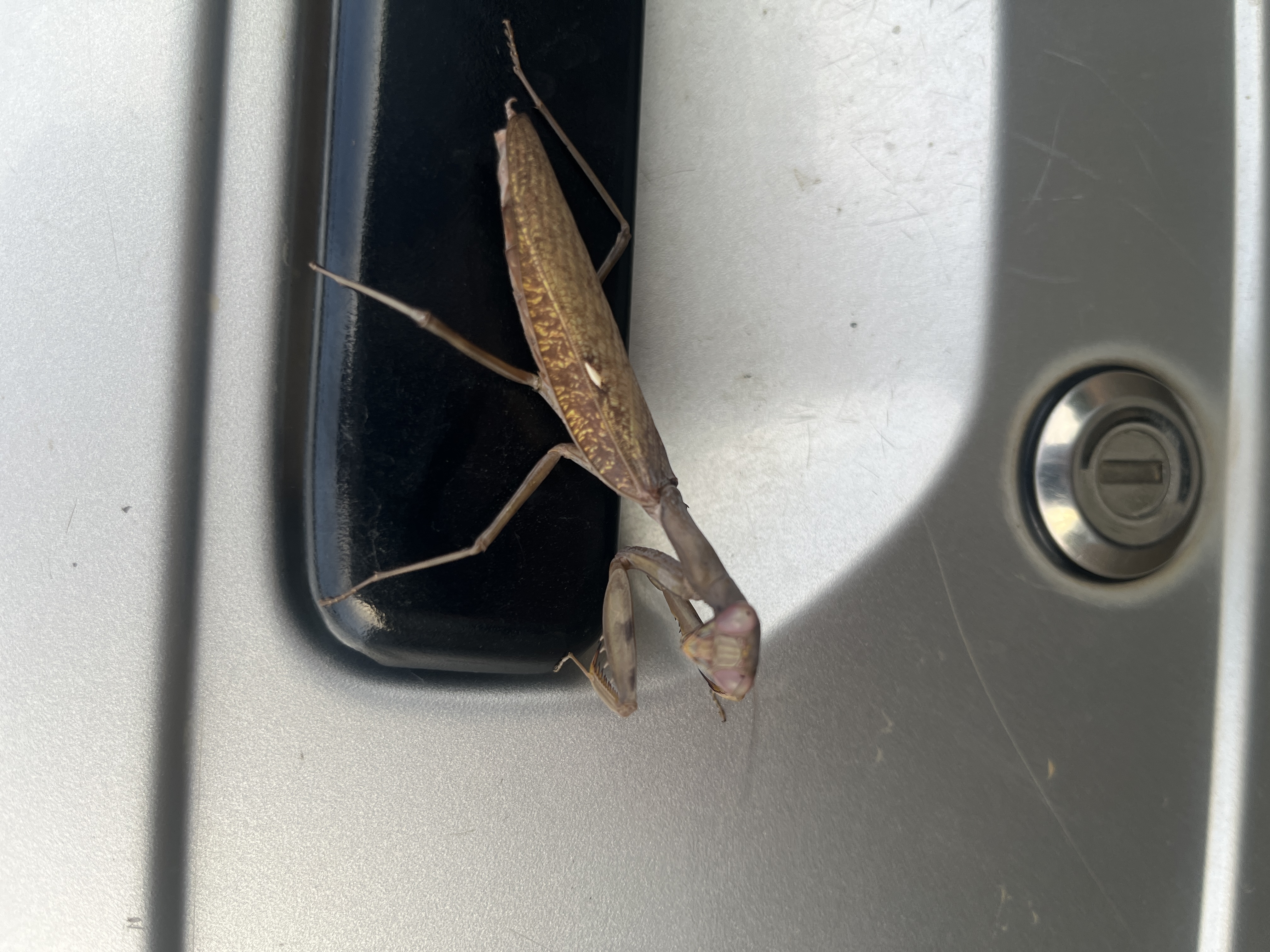 ドアノブ担当のカマキリです。開閉は私を通してください。