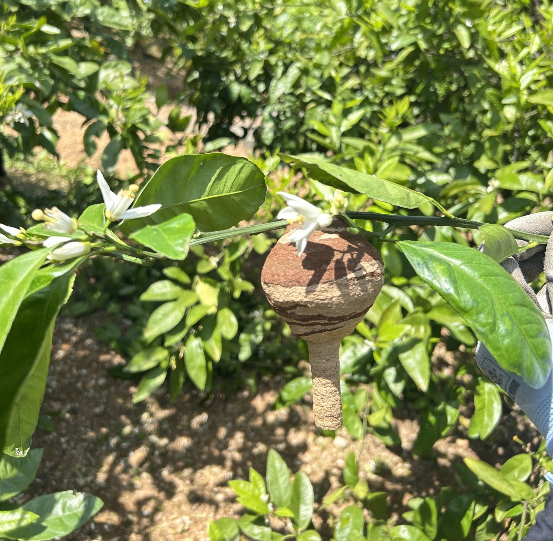 みかん畑で見つけた、とっくり型の蜂の巣