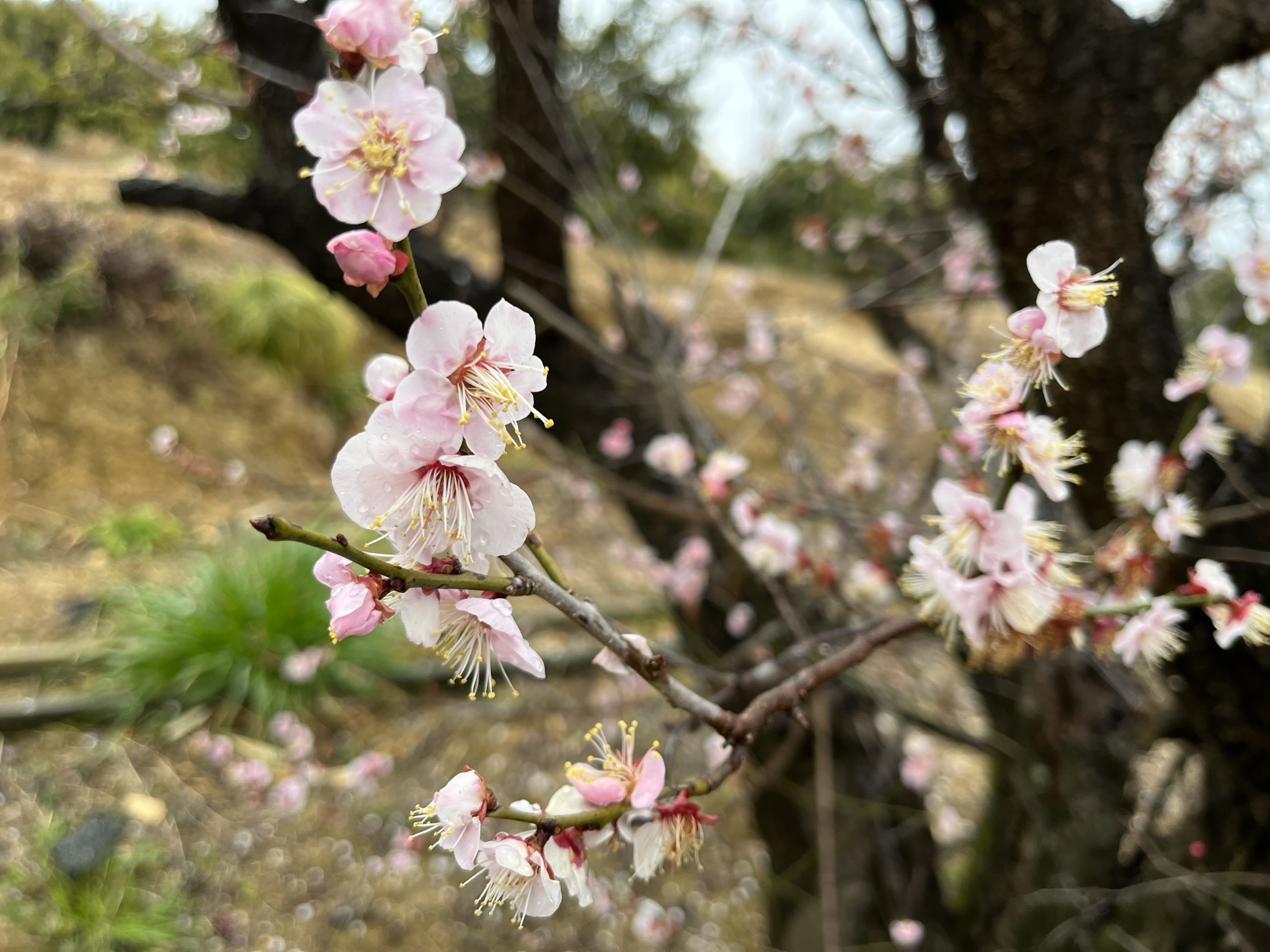 梅の花