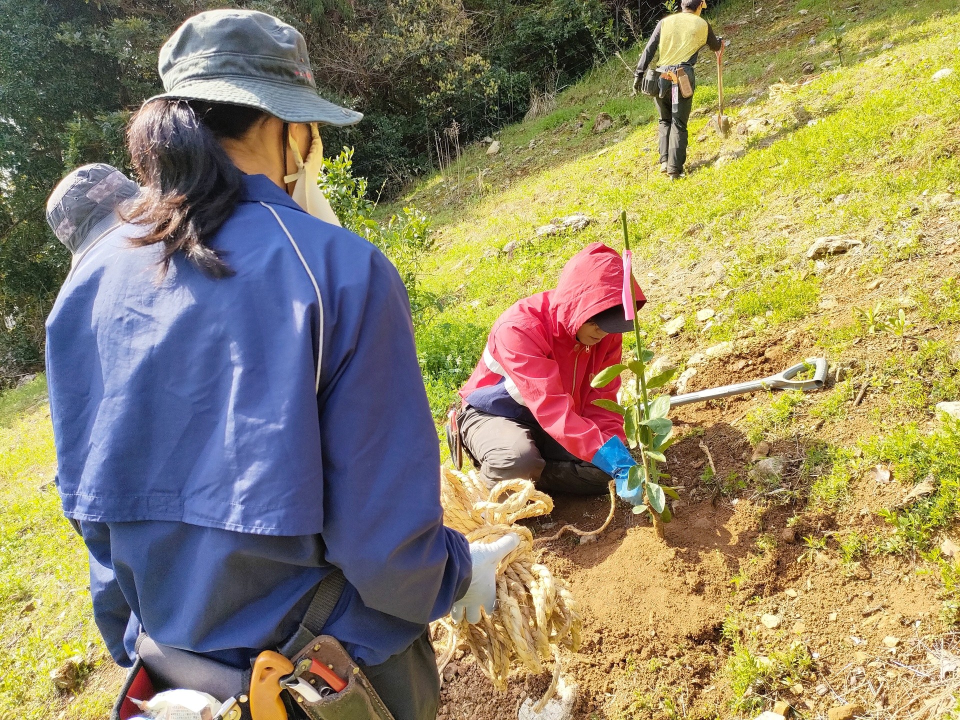 【未来へつなぐ一本】みかん苗木に込めた農家の想い
