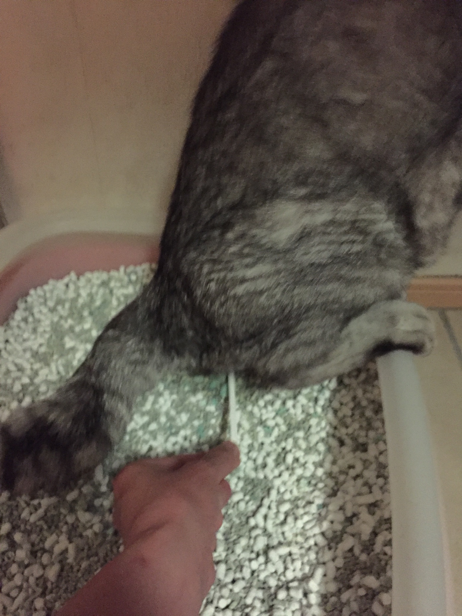 猫ちゃんの尿検査