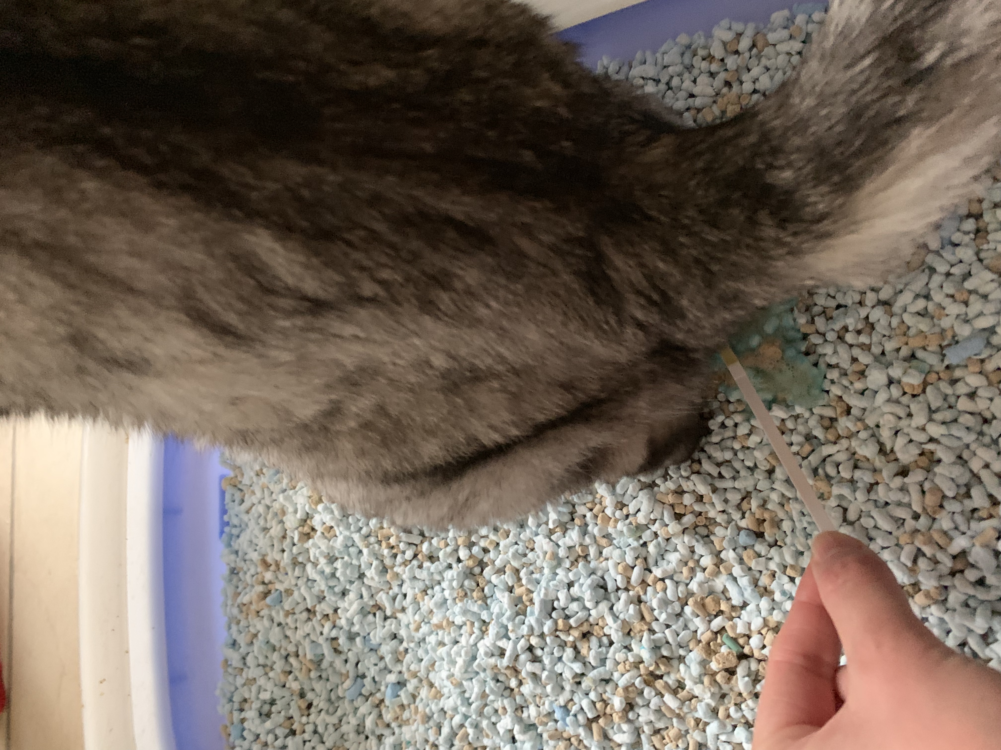 要注意！老猫さんは結石ができやすい