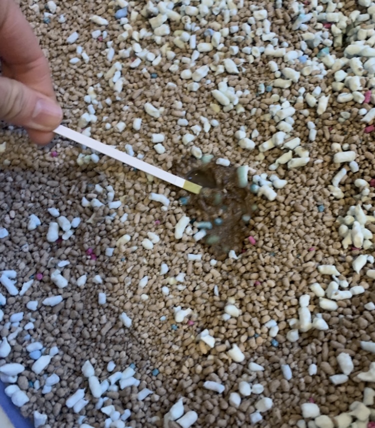 排尿後すぐのオシッコでもpH値測定できます