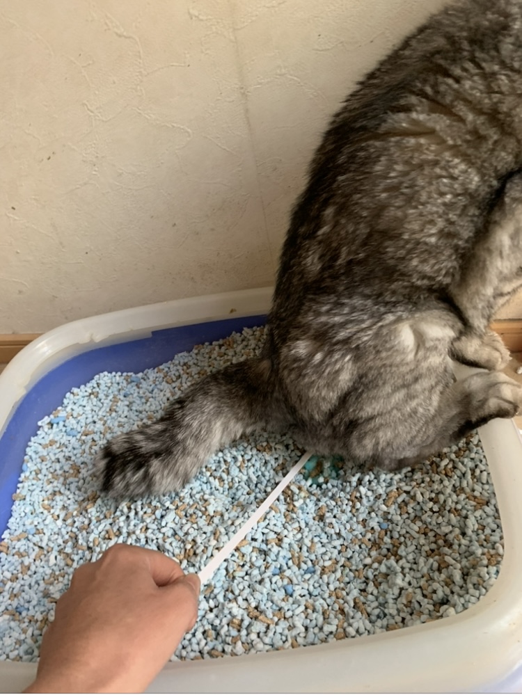 老猫さんの尿検査