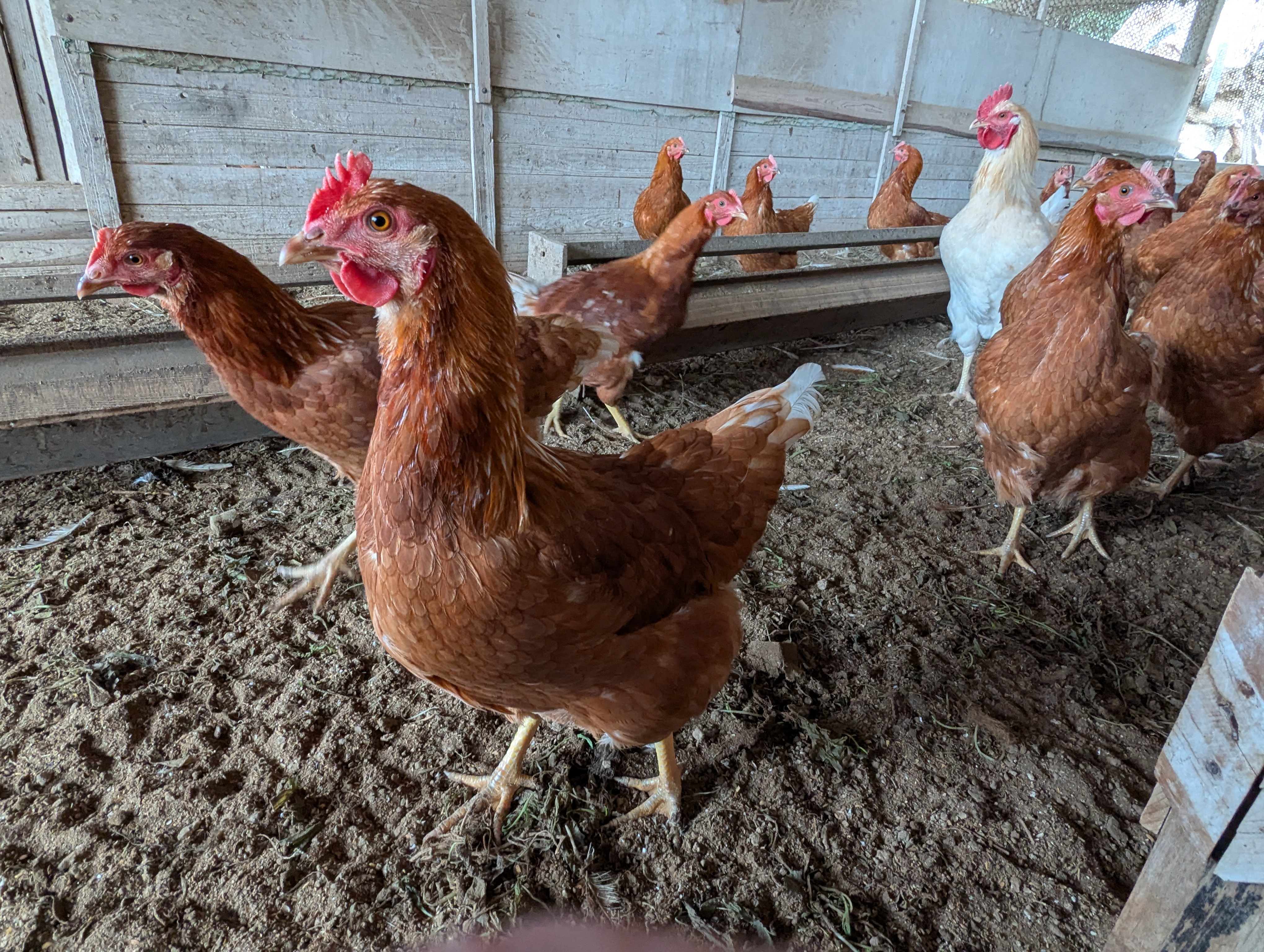 秋のひよこが１５０日経ちました。