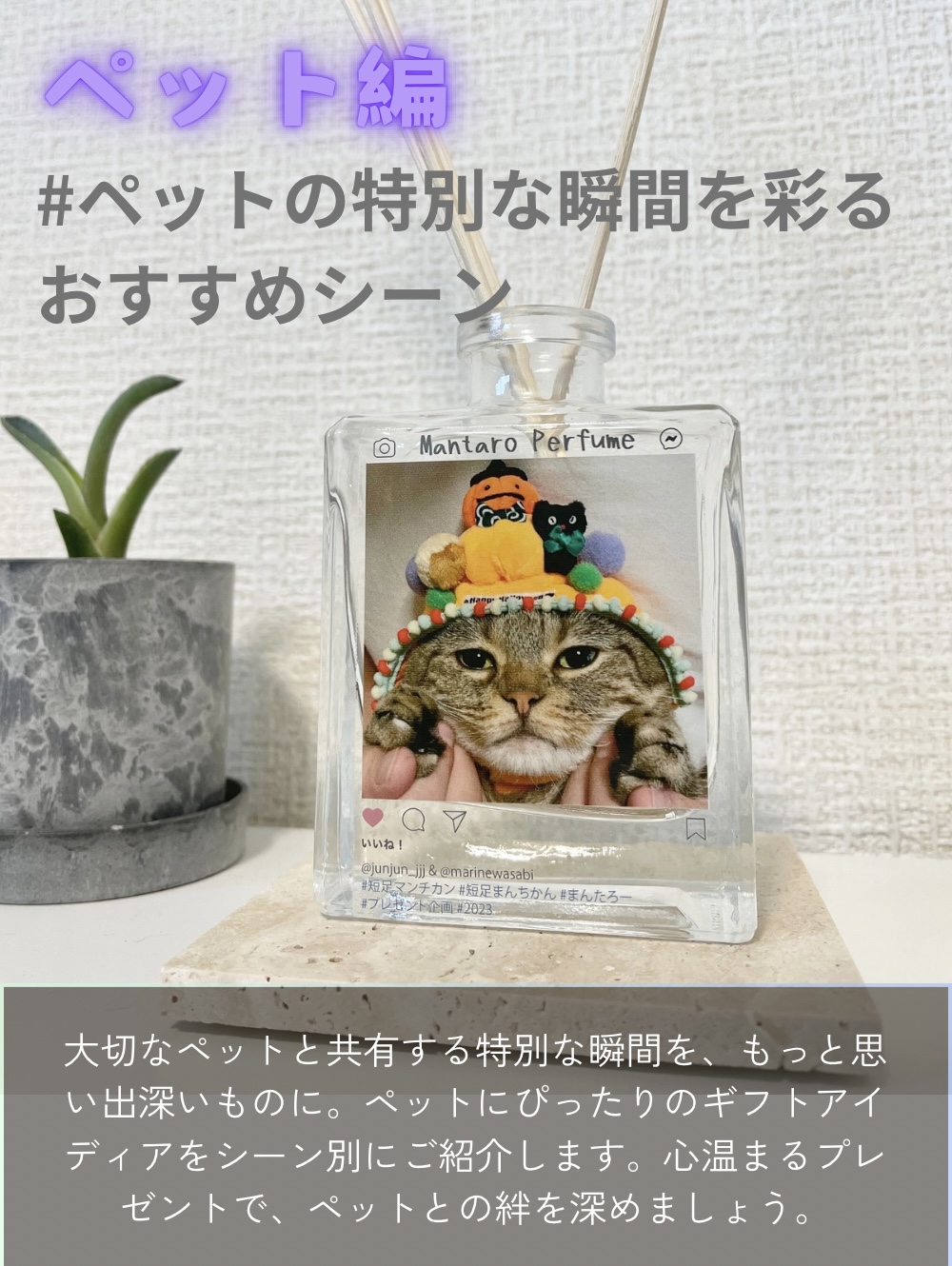 おすすめシーン（ペット編）