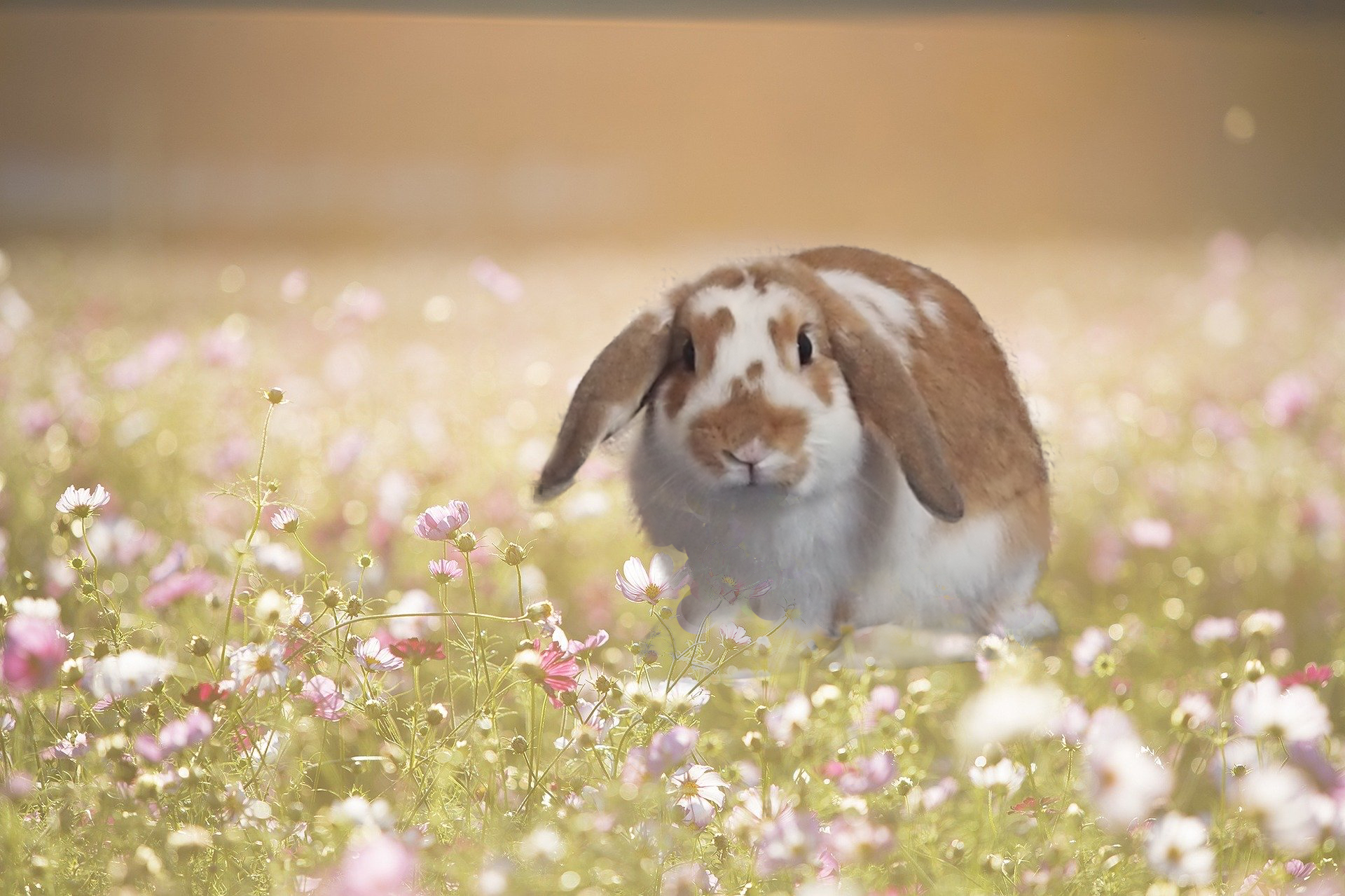 がっつり合成