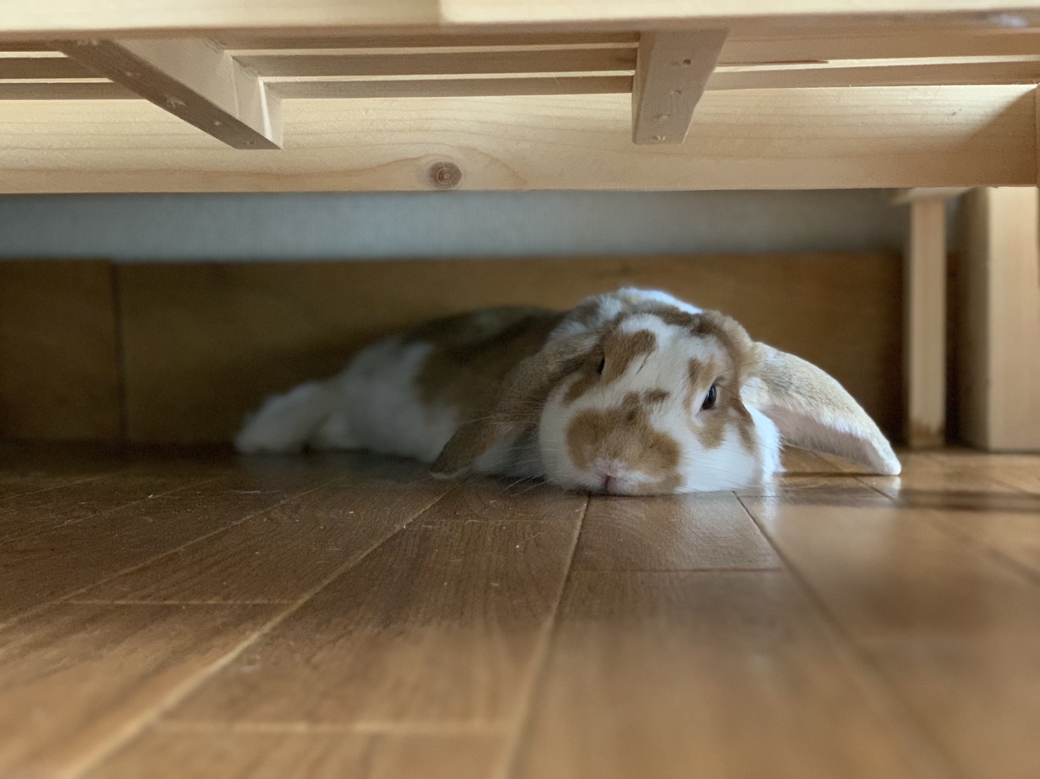 🐰再入荷のお知らせ🐰