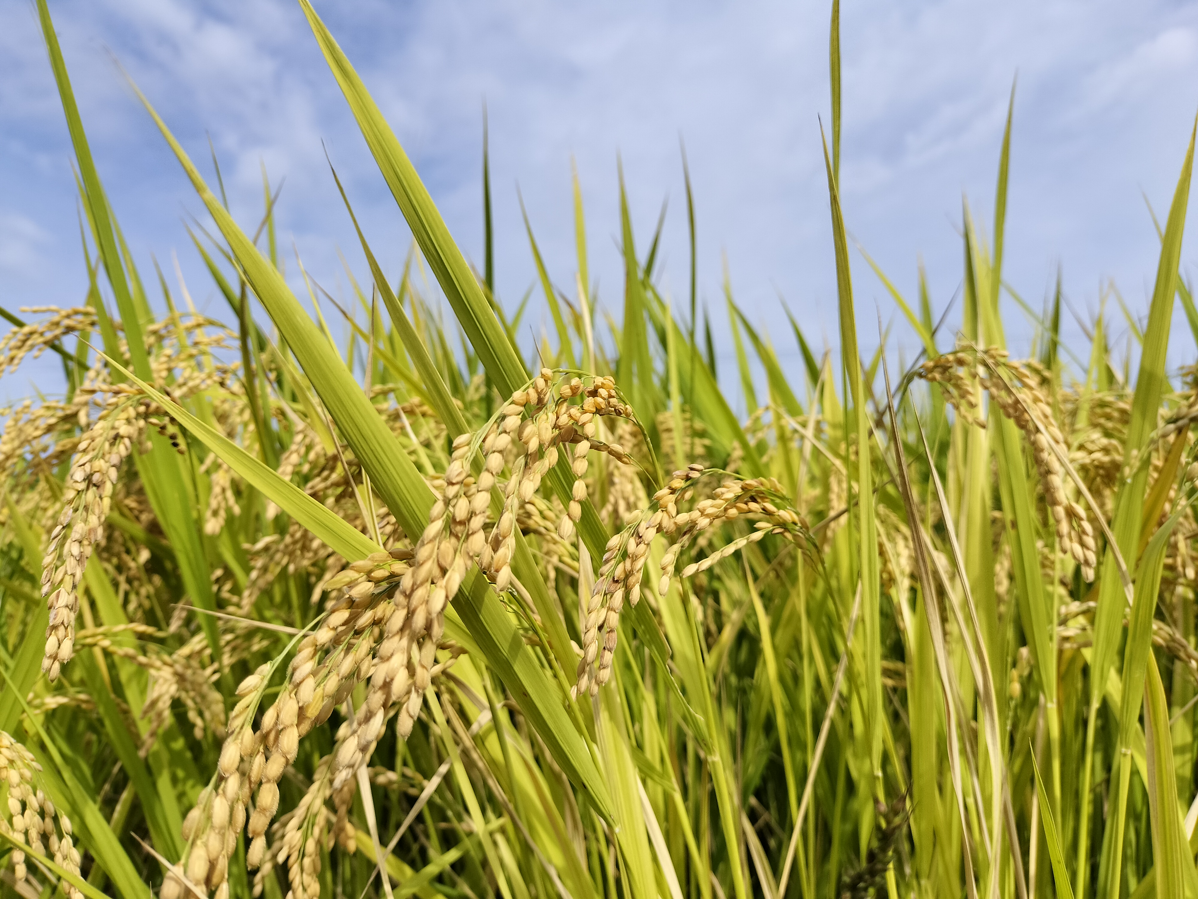 令和7年産 新米の収穫終了!先行受付も開始しました!