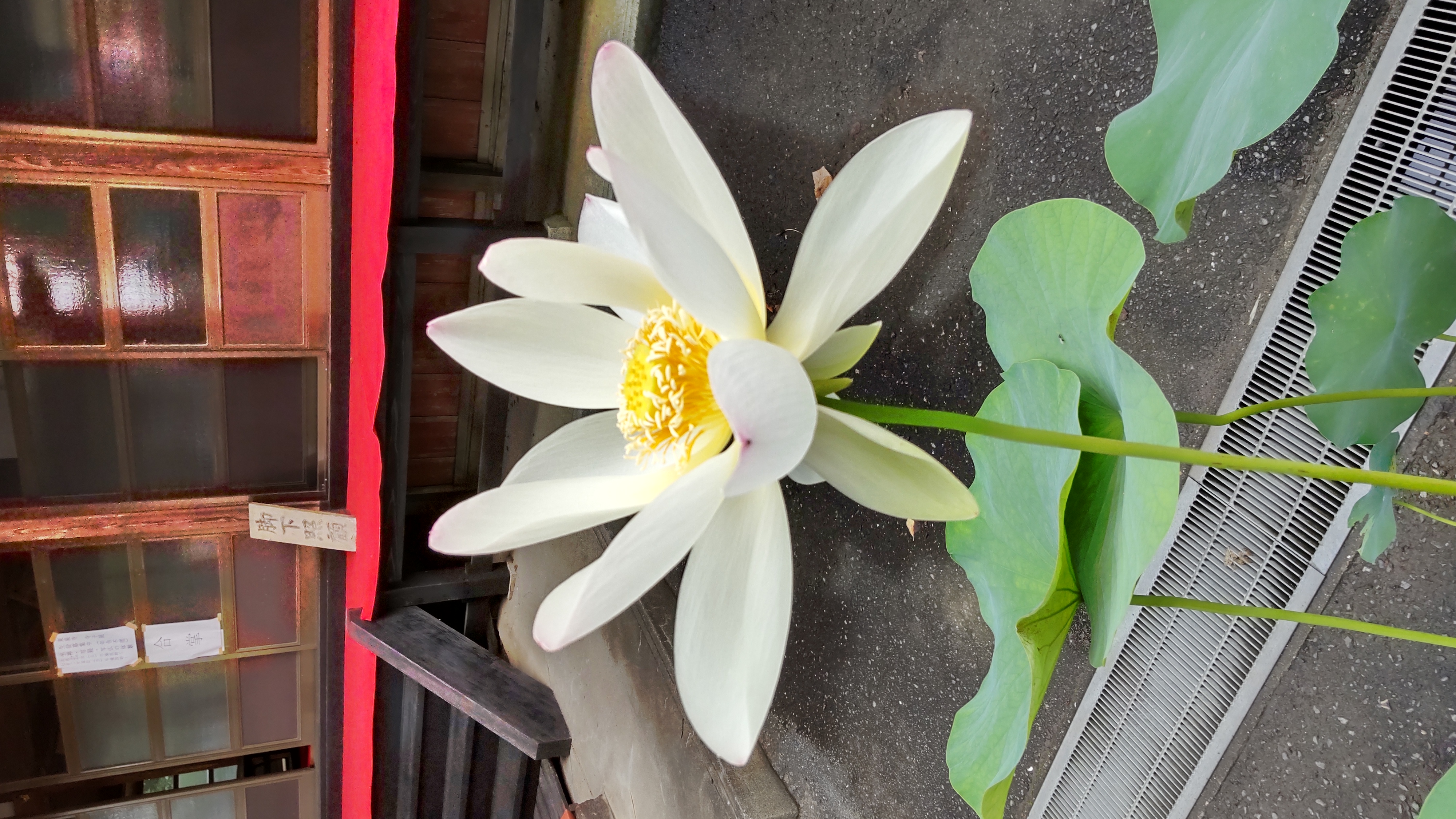 Lotus Flower