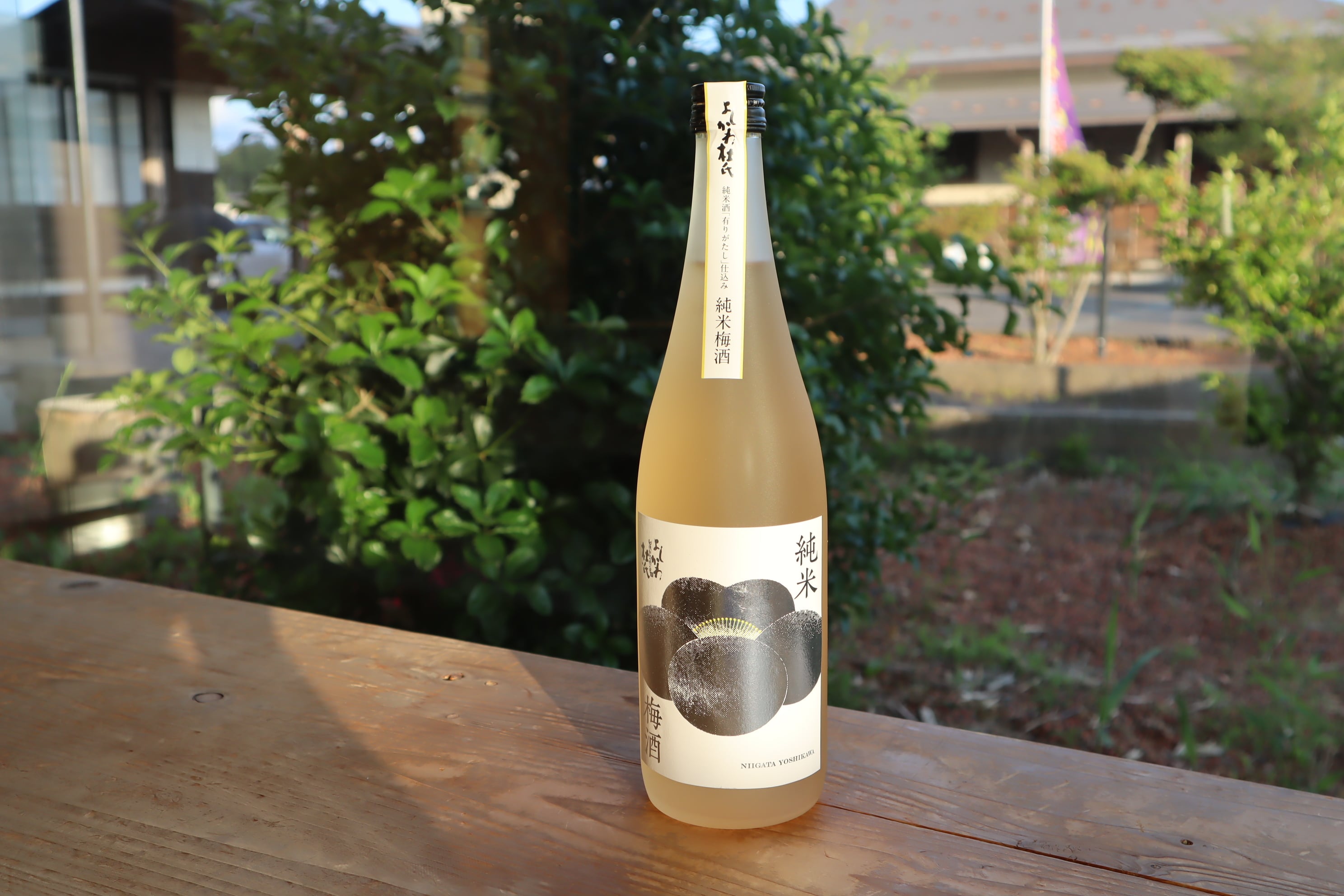 純米梅酒フェア(11/22~11/24)