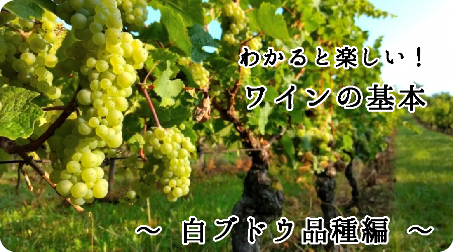 2.ブドウ品種の違い・特徴について　～ 白ブドウ品種編 ～