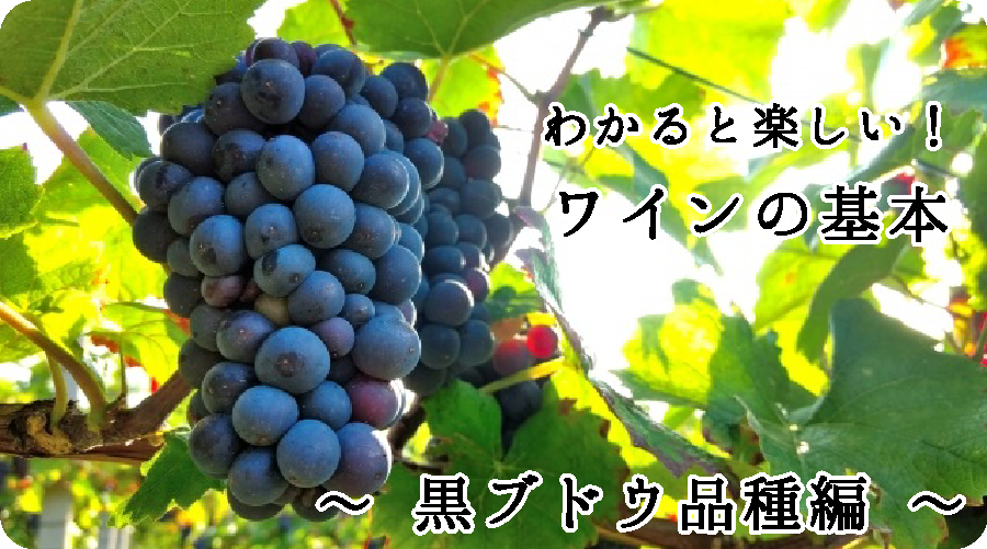 2-2.ブドウ品種の違い・特徴について　～ 黒ブドウ品種編 ～