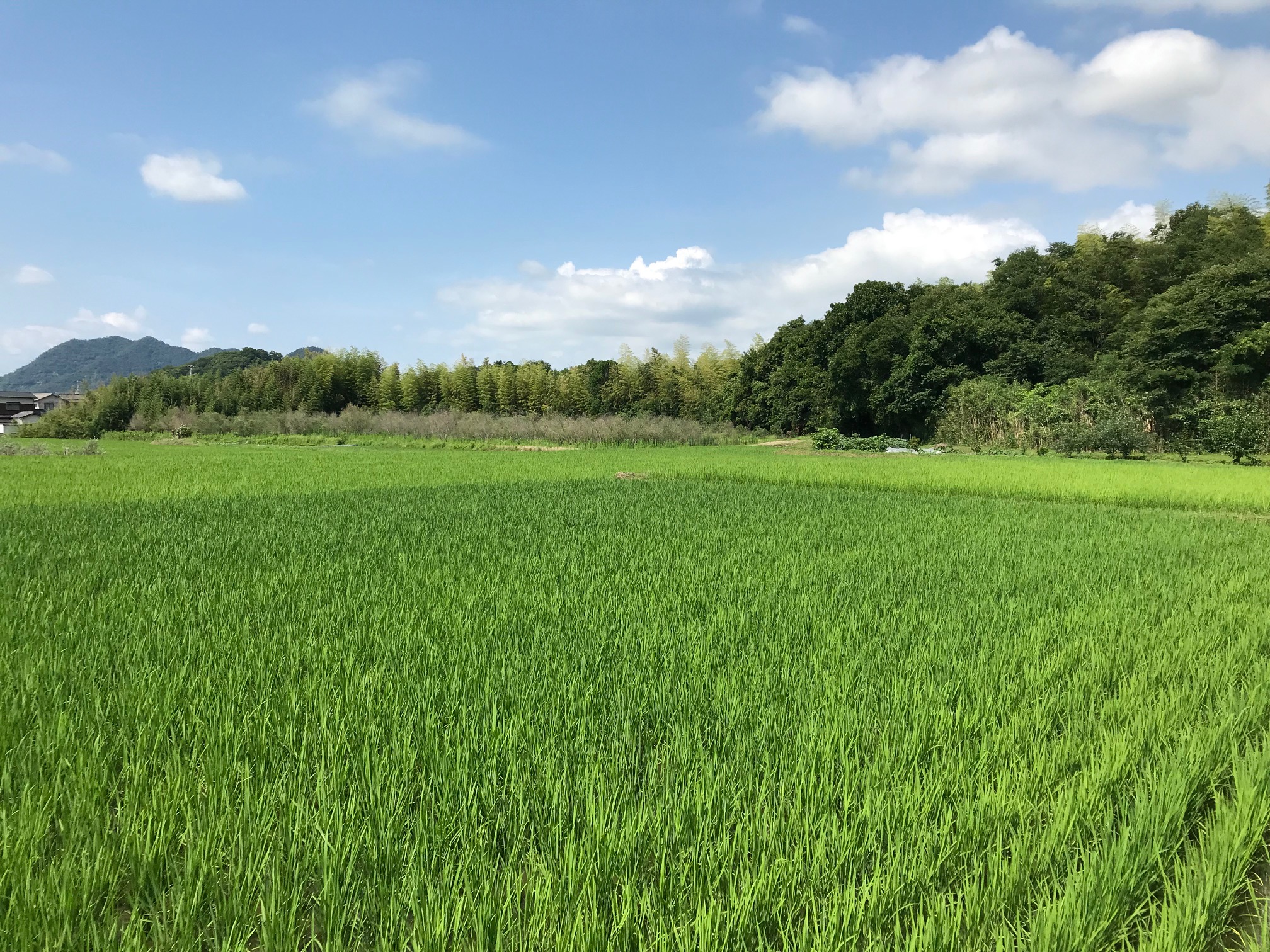 順調にお米が育っています