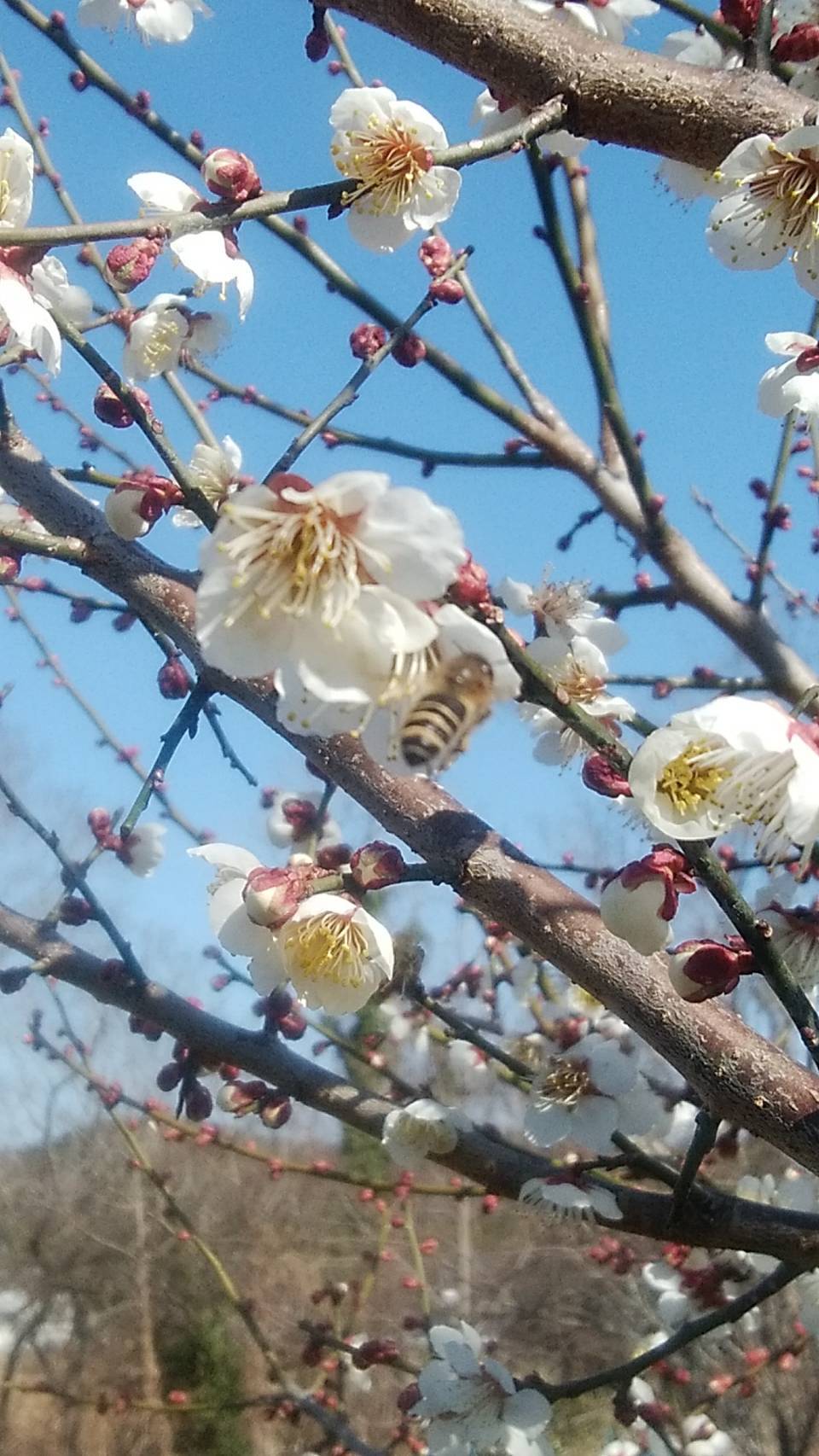 梅にウグイス？　ウメにみつばち？？？
