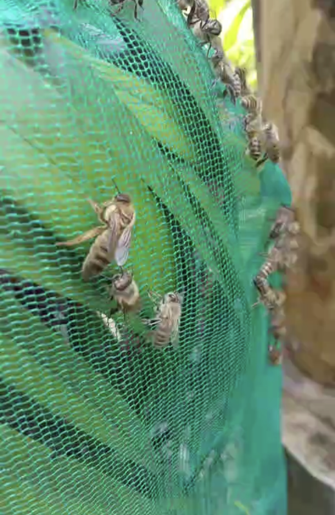 あわれ　はぐれ女王