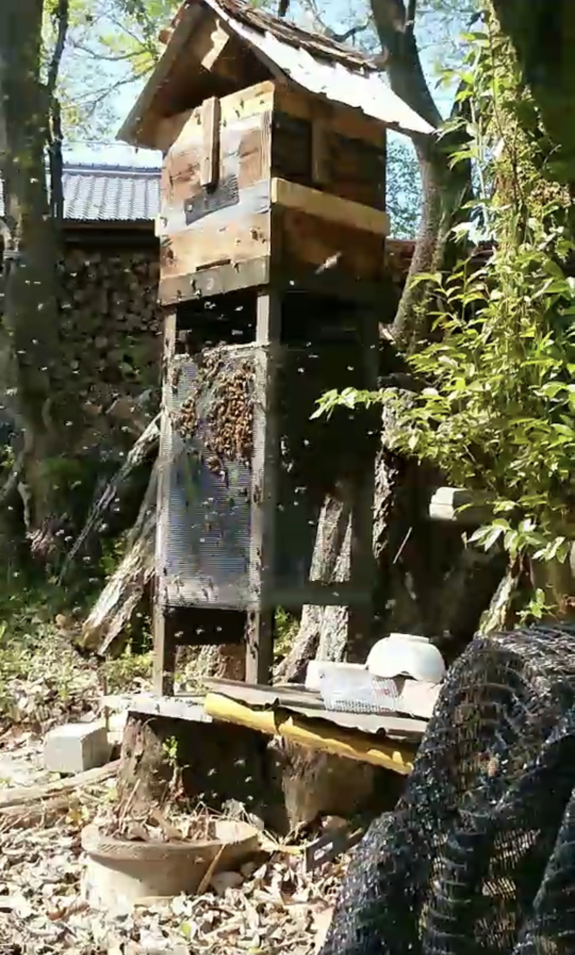 金陵辺（キンリョウヘン）～誘引花の話　　その2