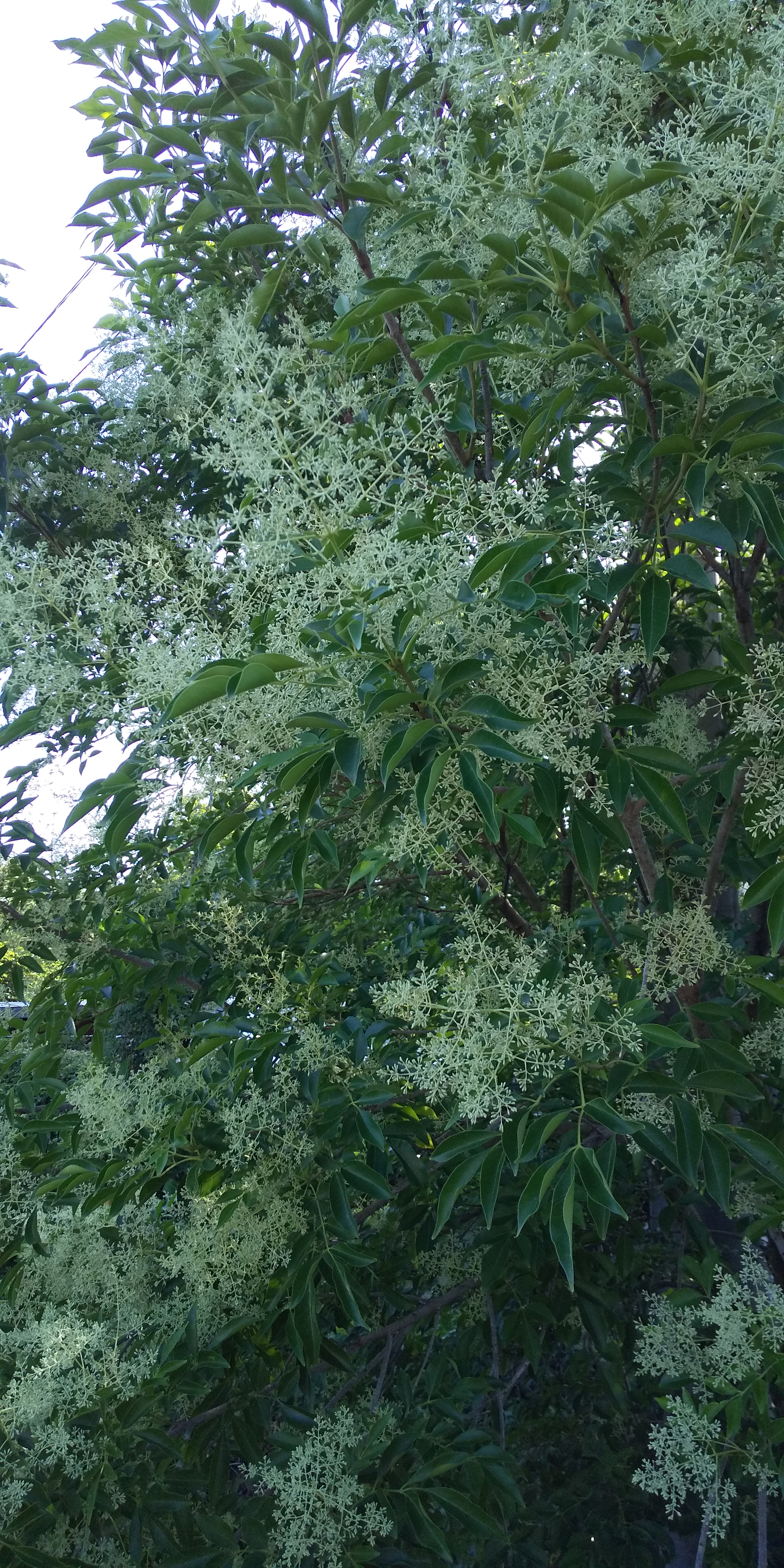 蜜源花　その1