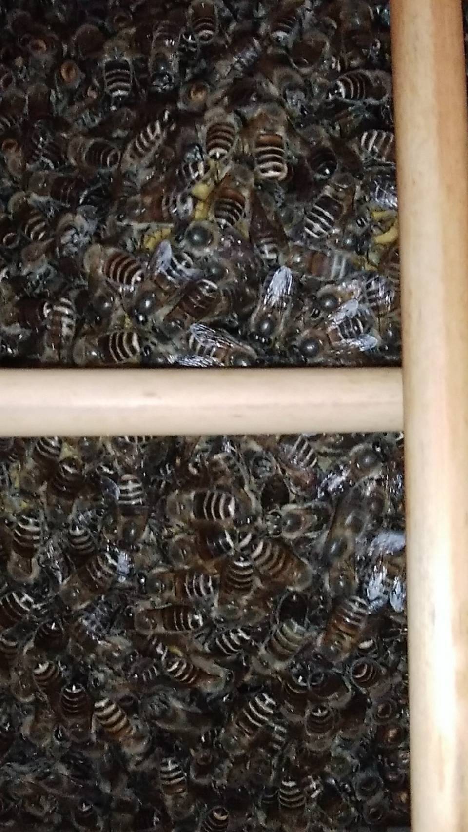 分蜂だぁ　～その2　捕獲