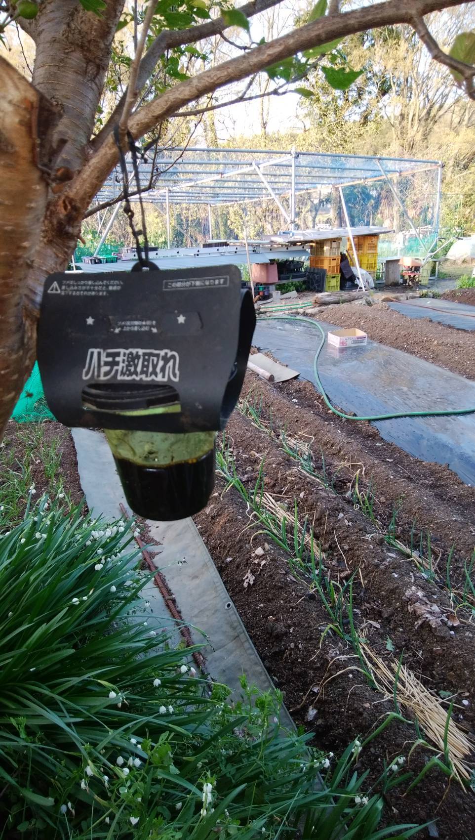 天敵　今なぜスズメバチ対策　？