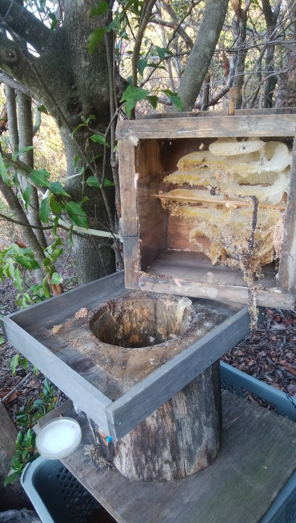 分蜂だぁ　～その5　待ち箱の中の残骸