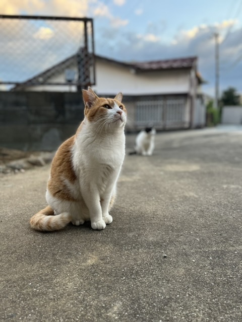 小さい菜園と地域のねこ