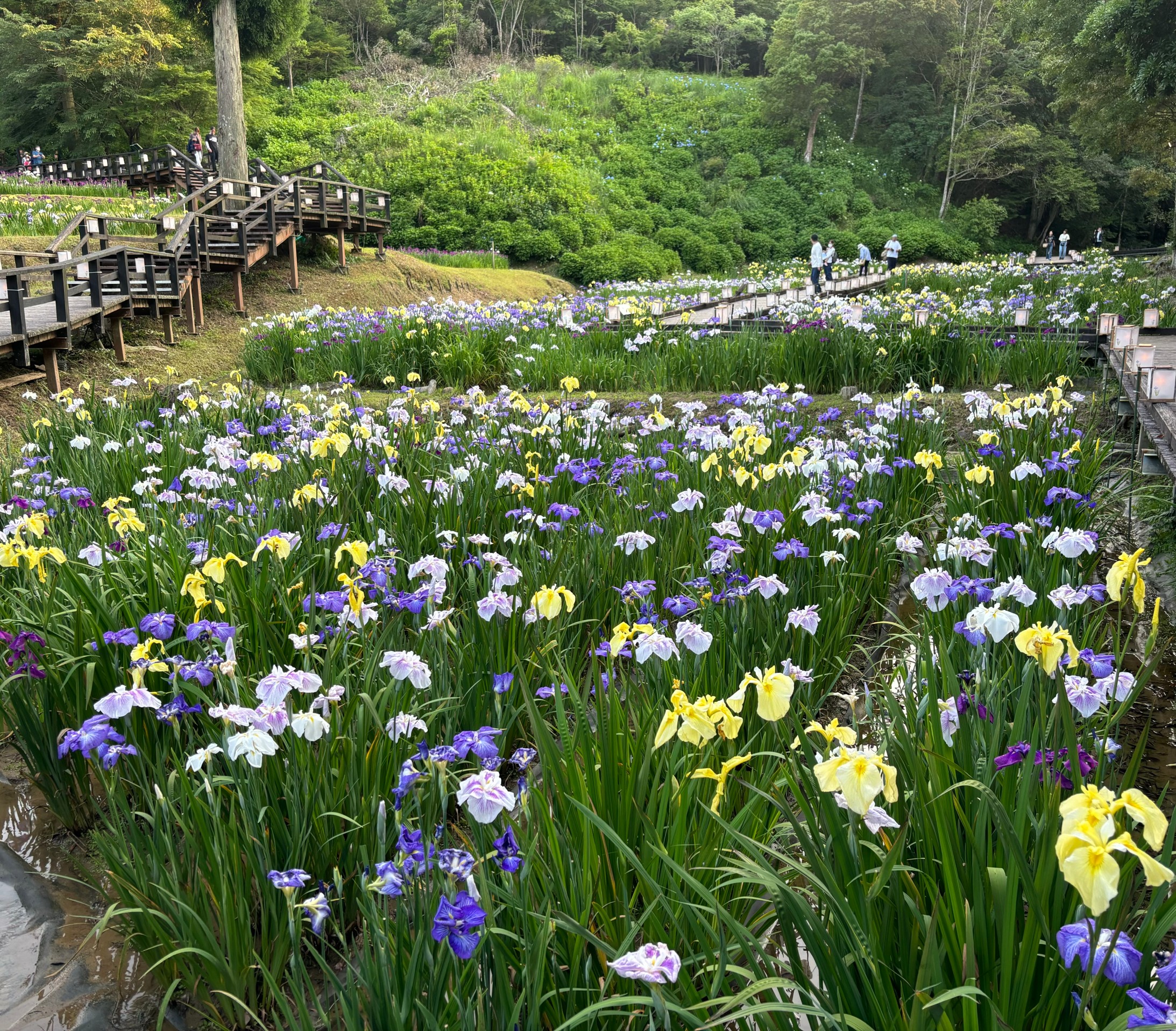 「西の久保公園　天草花しょうぶ祭り」