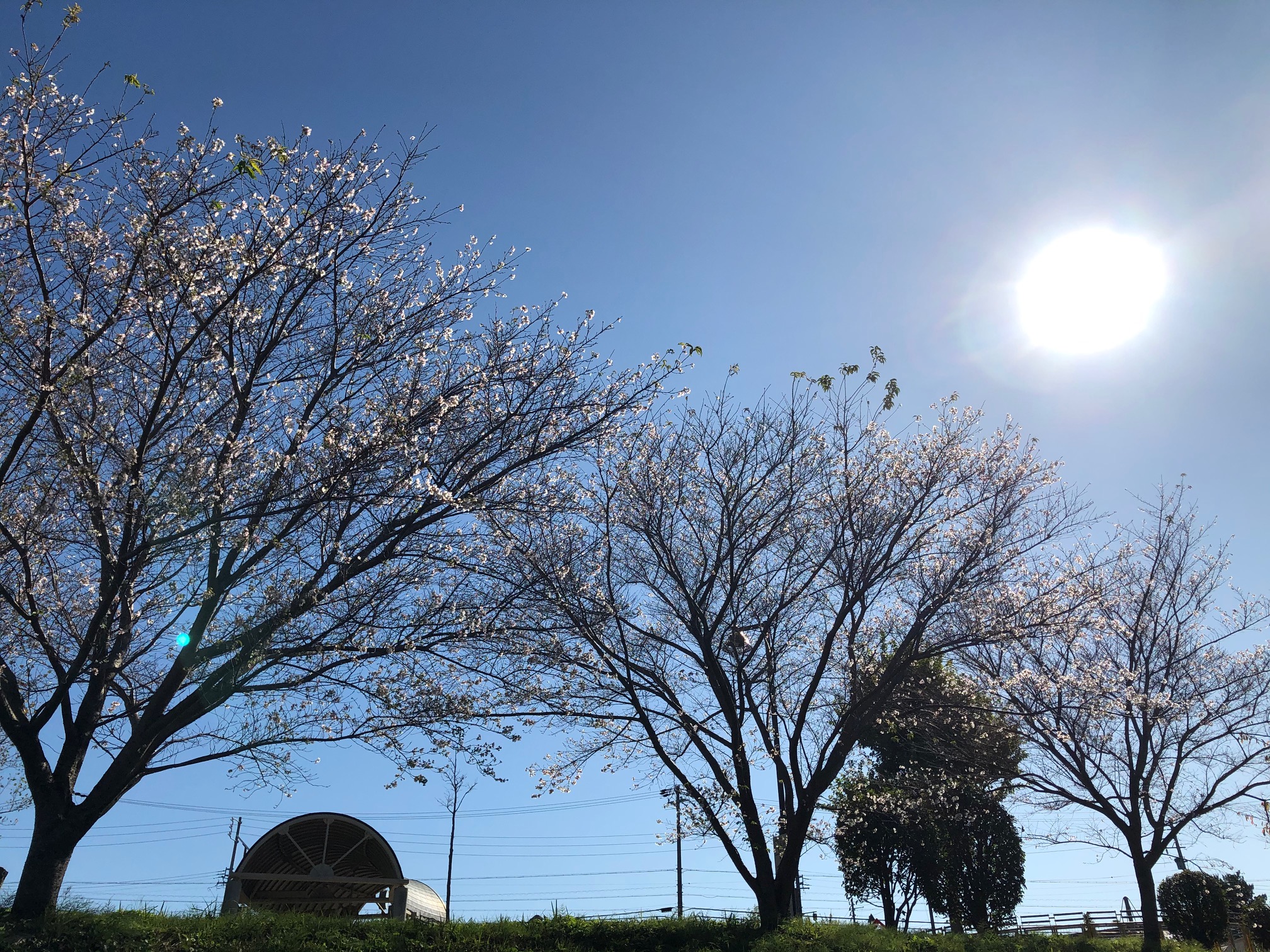 桜が満開🌸✨