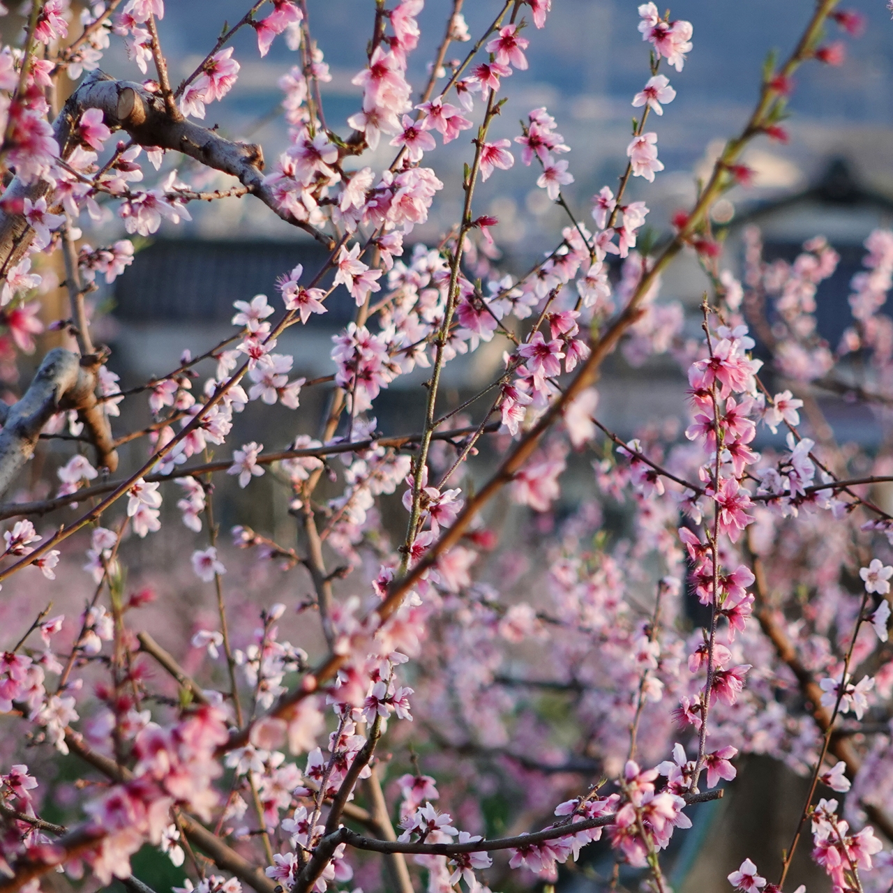 山梨は花盛り ＜桃の花は満開です＞
