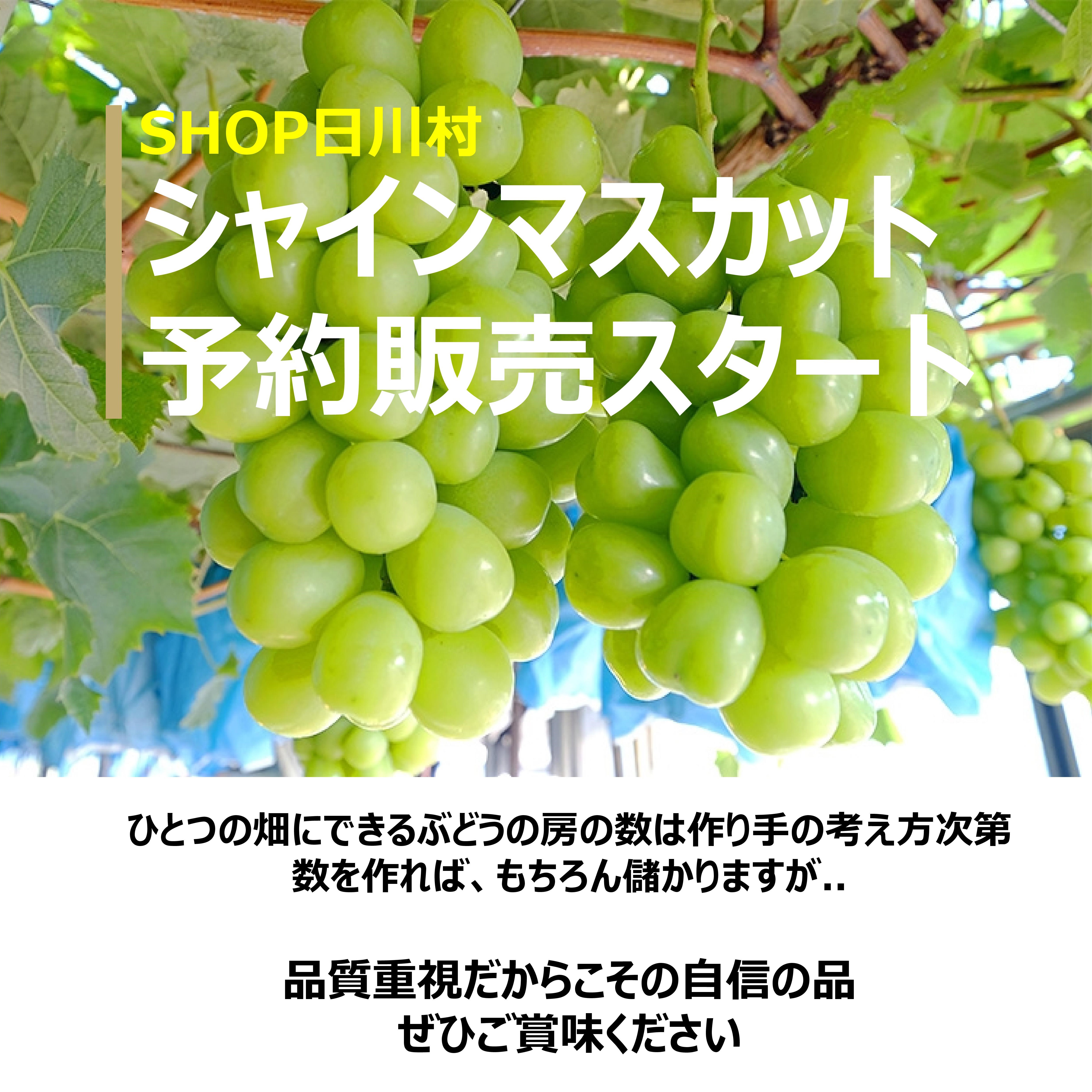 ぶどうが美味しい季節になりました