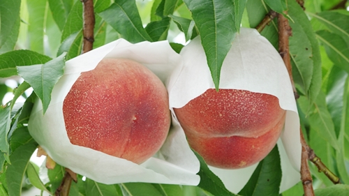 桃畑でガブリ 「旨い！」