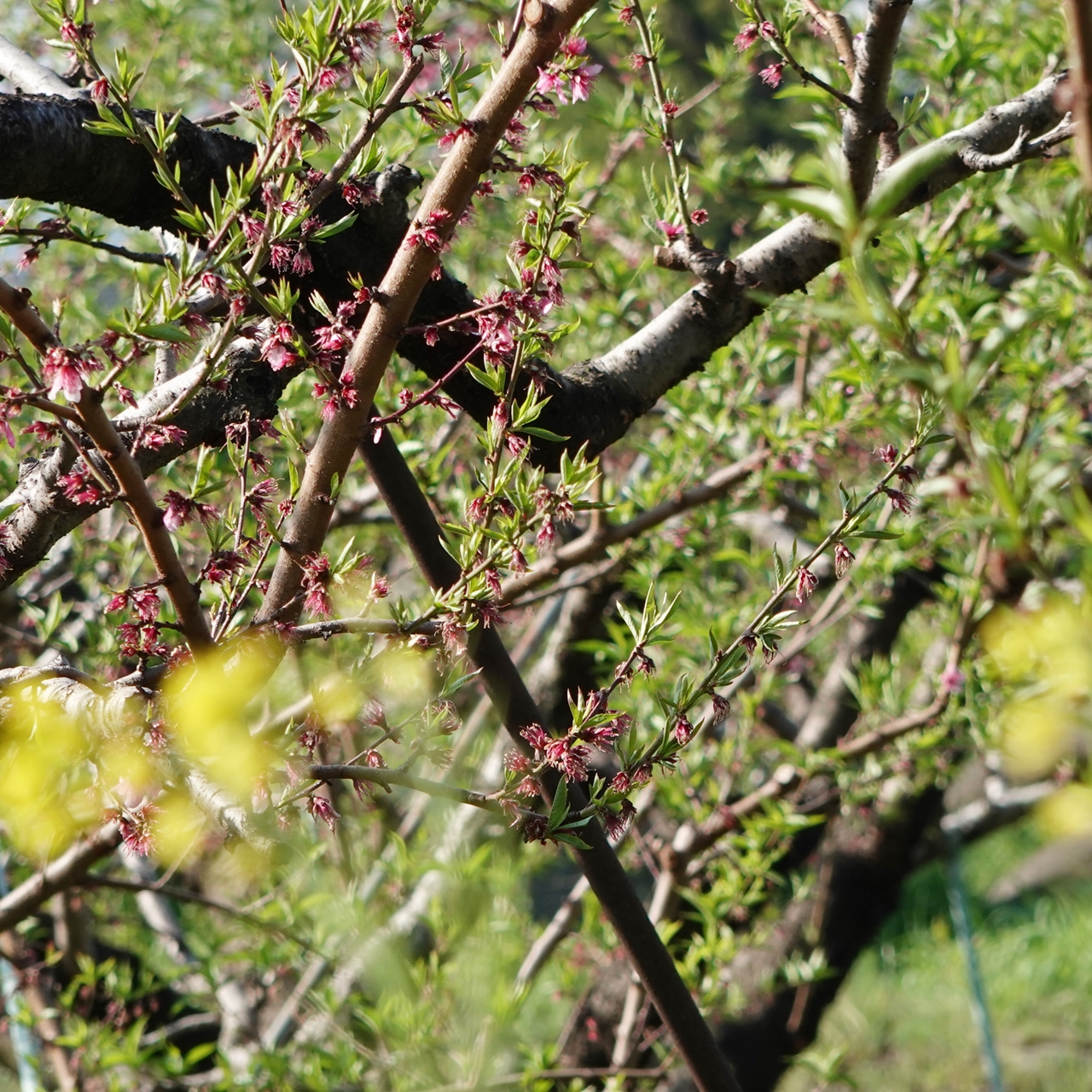 桃の花も散り、青々とした若葉が
