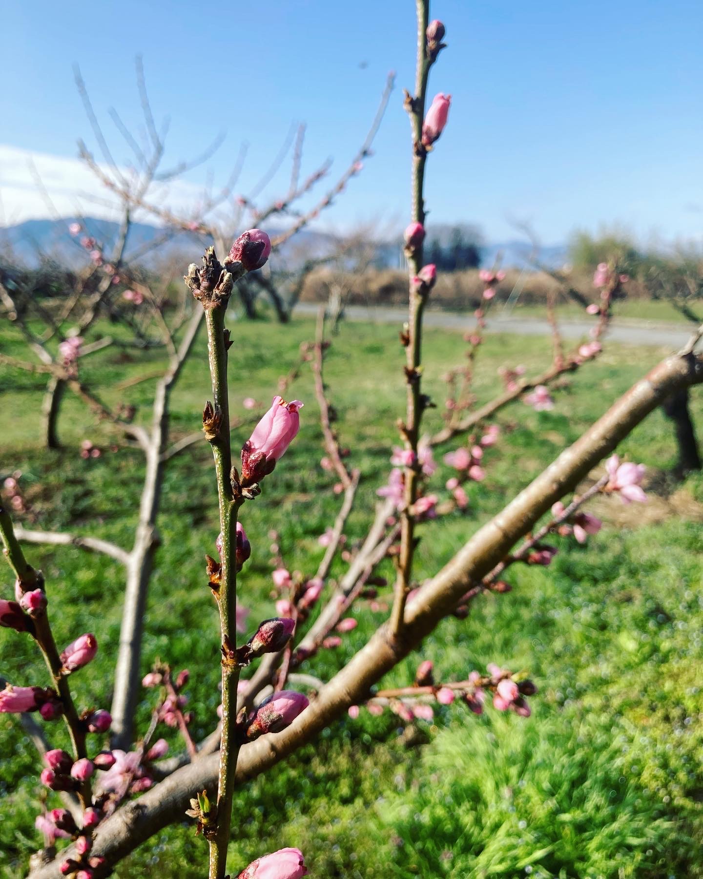 桃の花が咲きはじめました