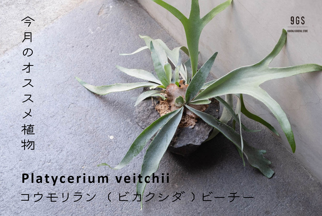 【特集】今月のオススメ植物 Vol.7_コウモリラン(ビカクシダ)・ビーチー