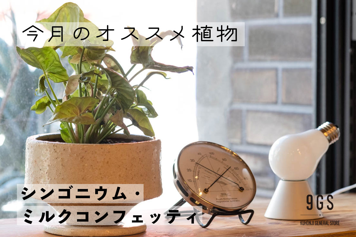 【特集】今月のオススメ植物 Vol.9_シンゴニウム・ミルクコンフェッティ