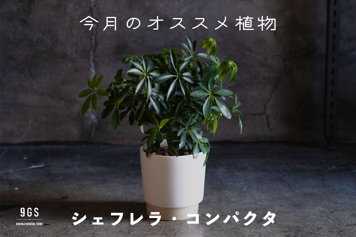 【特集】今月のオススメ植物 Vol.11_シェフレラ・コンパクタ