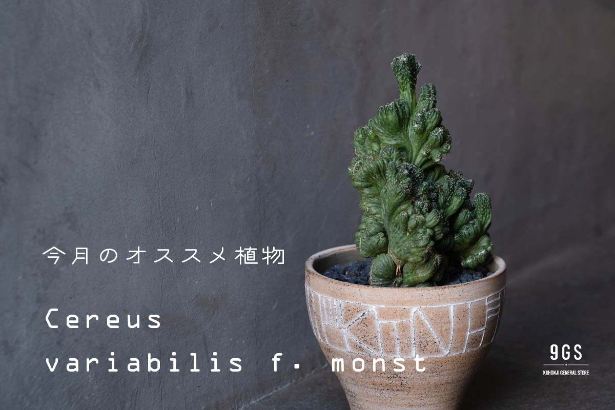 【特集】今月のオススメ植物 Vol.14_セレウス・金獅子