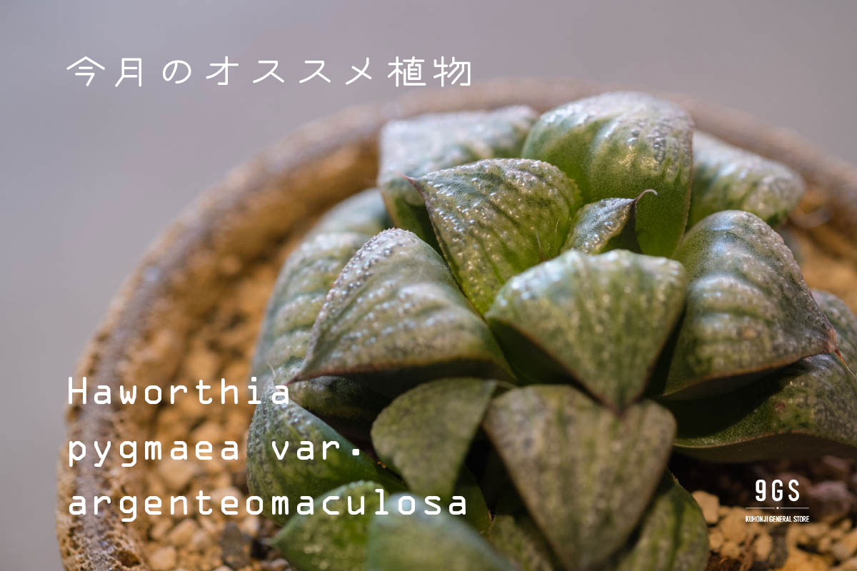 【特集】今月のオススメ植物 Vol.13_ハオルチア・アルゲンテオマクローサ