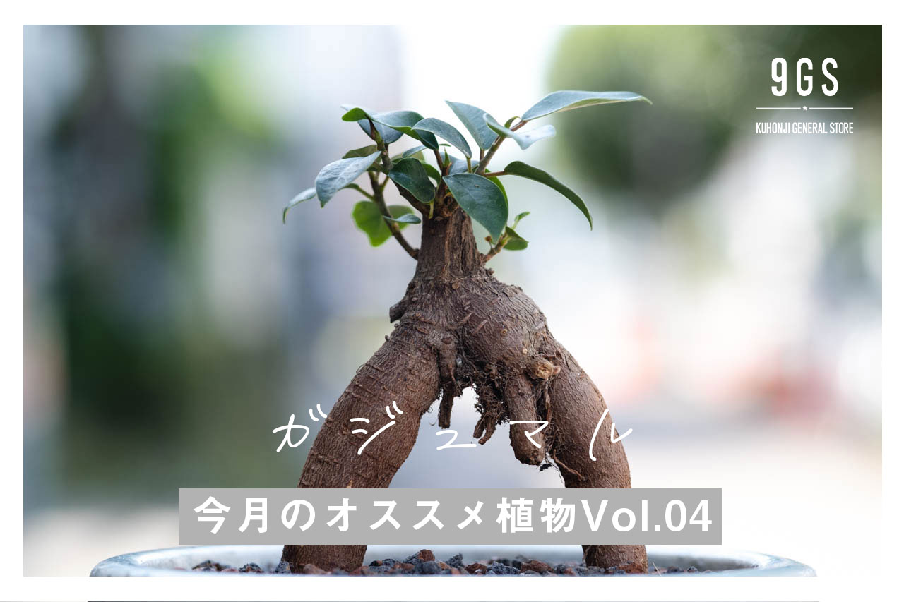 【特集】今月のオススメ植物 Vol.04_ガジュマル
