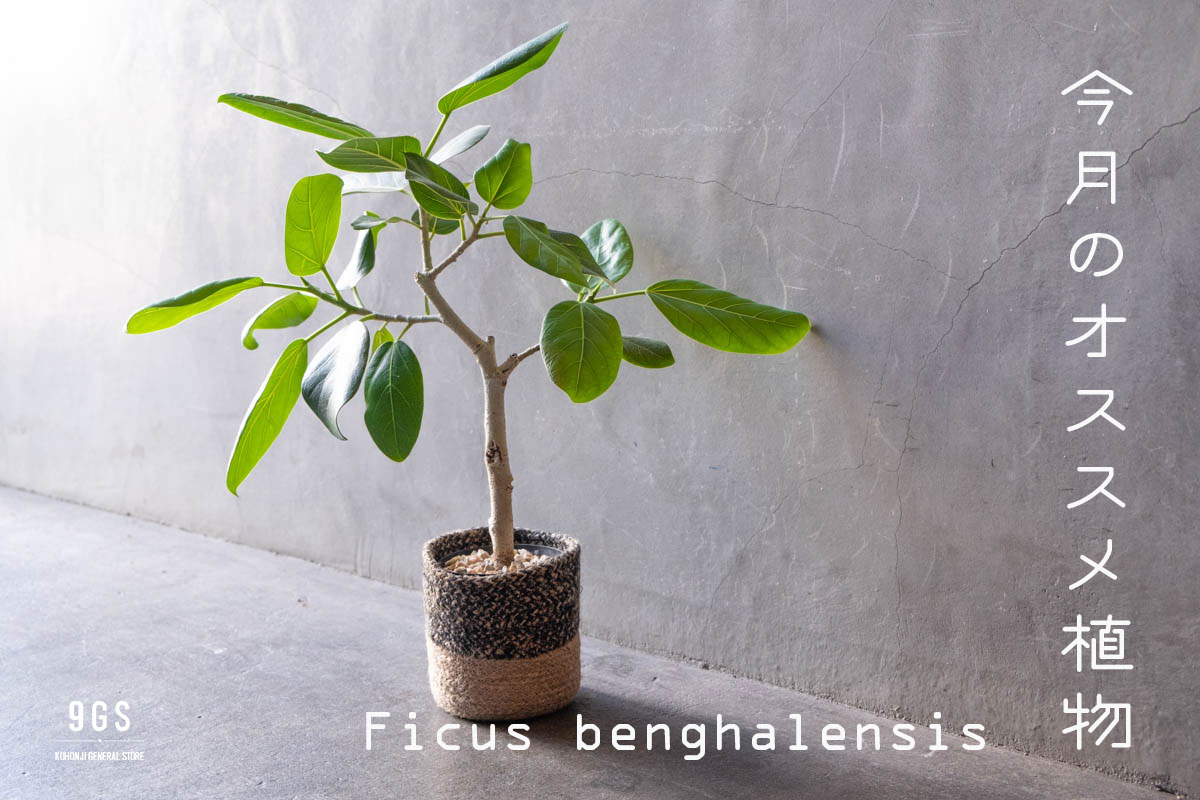 【特集】今月のオススメ植物 Vol.10_フィカス・ベンガレンシス