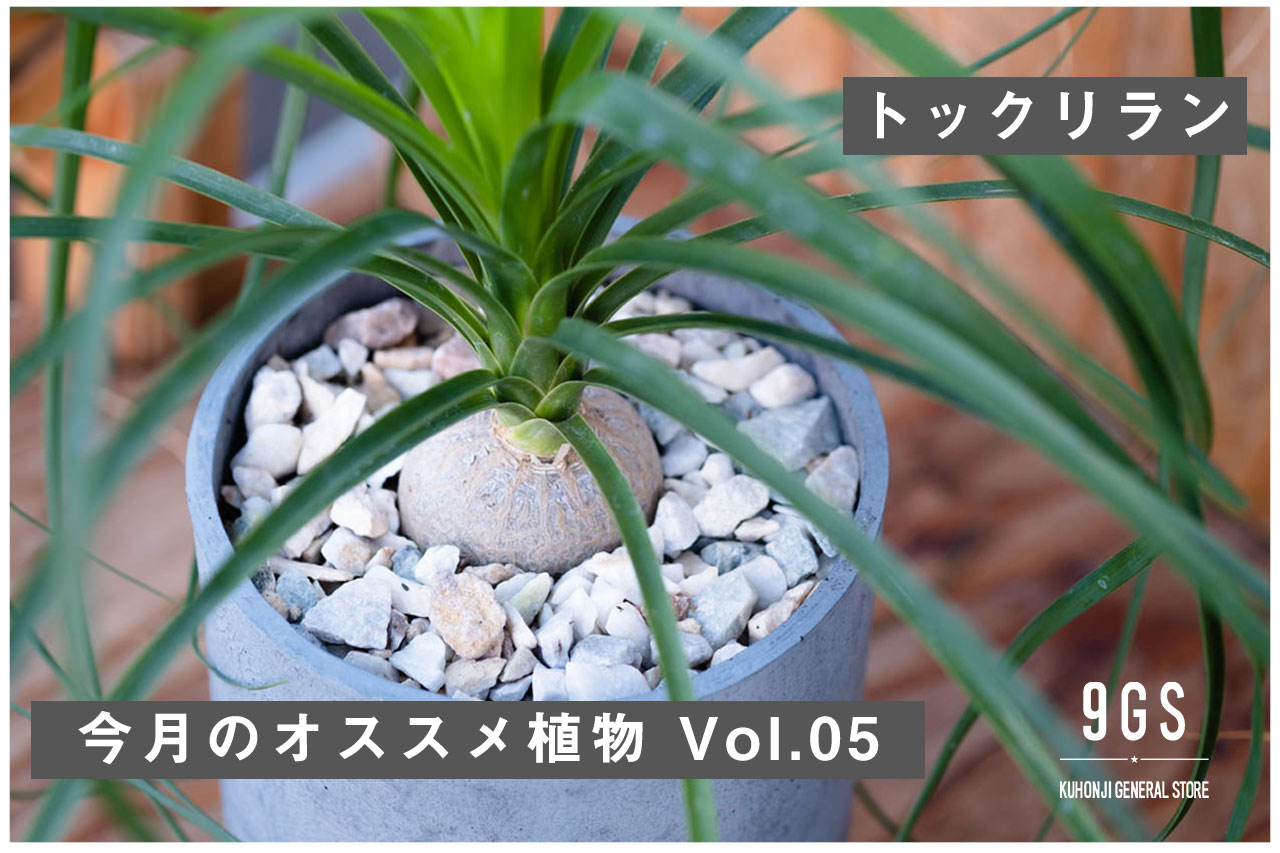 【特集】今月のオススメ植物 Vol.5_トックリラン