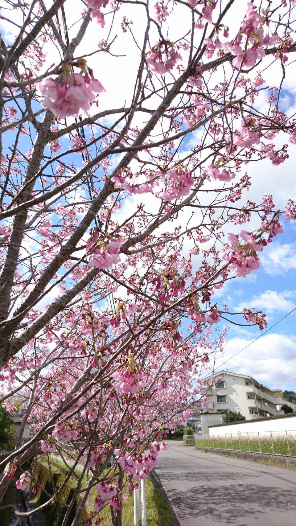 春めきましたね！工房ゆずりは贈り物におすすめ