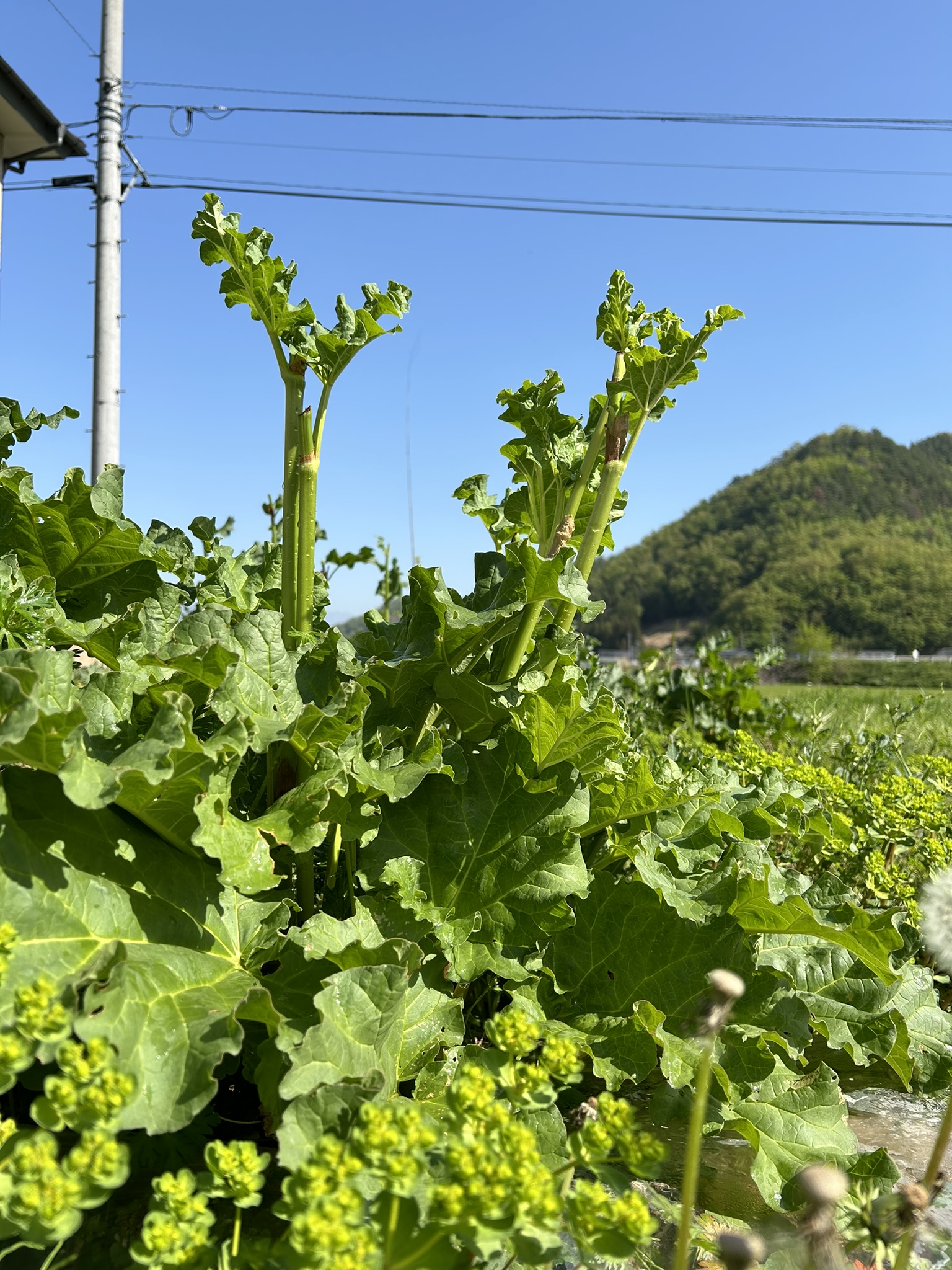 5月はいちごとかルバーブとか