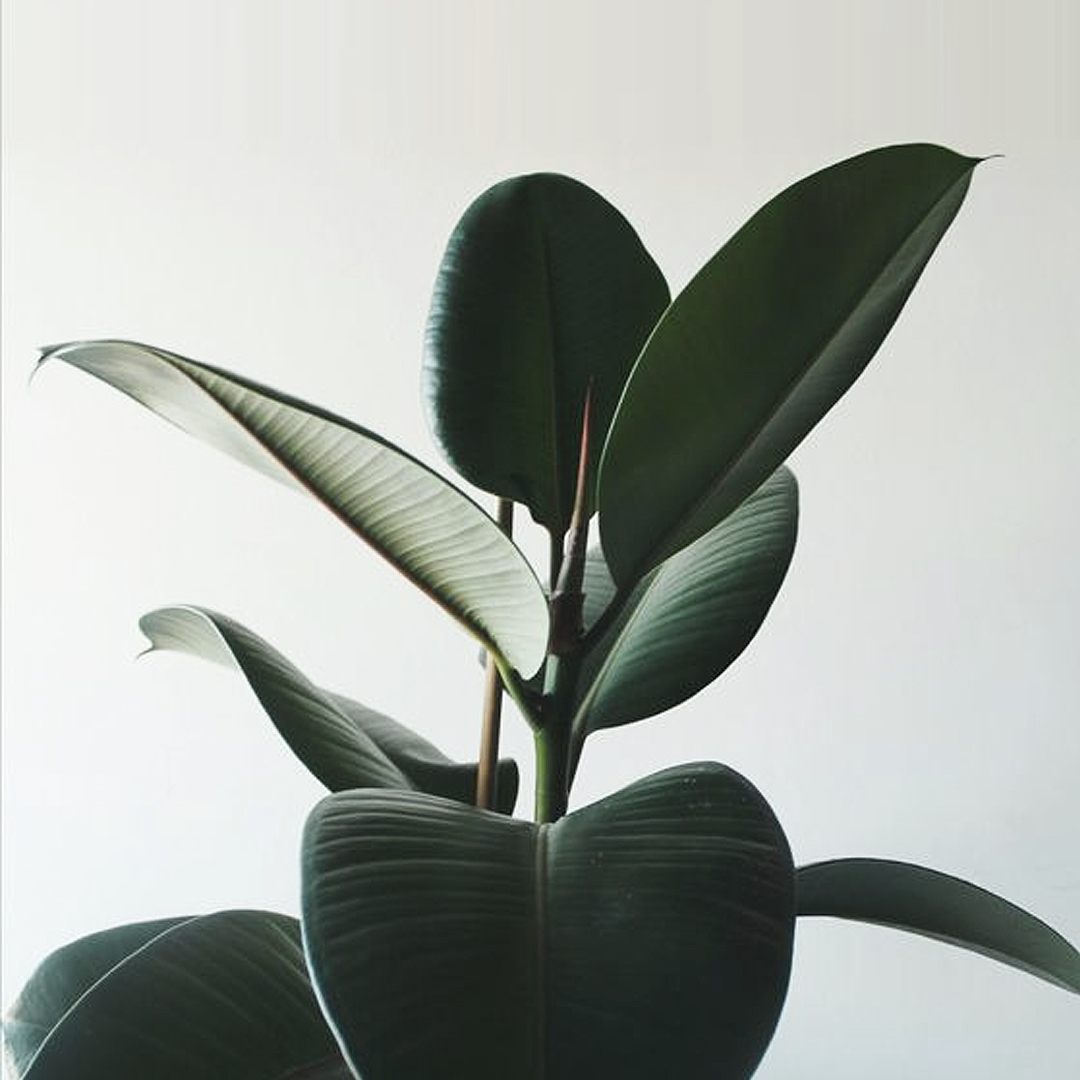 下地材は、地球にやさしい木材を使っています。