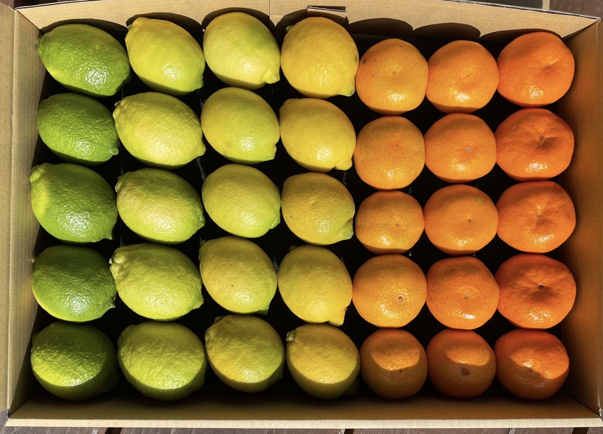 贈り物に選ばれる国産レモン。ふじやファームの有機レモンギフトが喜ばれる理由