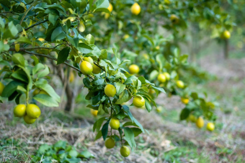 自然と共に育てる、ふじやファームの有機レモン。除草剤を使わない未来の農業
